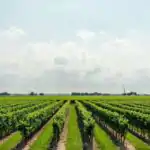 Meaning of Agriculture for Primary 4 4 Agriculture