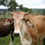 People Involved In Agricultural Activities, Animal Rearers for Primary 4 3 Animal rearers