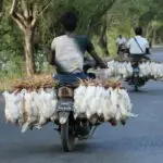 Types of Vehicles, Bicycle and Motorcycle for Primary 4 4 Bicycle And Motorcycle