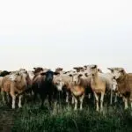 Farm Animals for Primary 1 1 Farm Animals,Meaning Of Farm Animals