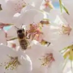 Usefulness Of Insects for Primary 2 1 Usefulness Of Insects