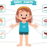 Parts of the Human Body for Primary 2 1 The Human Body,Parts Of The Human Body