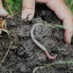 Farmers' Friends, Usefulness Of Earthworms for Primary 2 4 Usefulness Of Earthworms
