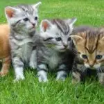 Living Things for Primary 1 1 living things - Assorted Color Kittens