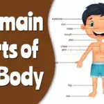 The Human Body for Primary 1 2 Image for The Human Body for Primary 1