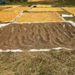 Steps In Sun Drying Farm Produce for Primary 6 1 Steps In Sun Drying Farm Produce