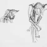 Male Reproductive Organs for Primary 6 1 Male Reproductive organs