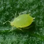 Biological Control Of Crop Weeds, Pests And Diseases for Primary 5 2 Biological control of crop weeds, pests and diseases