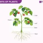 Parts Of A Typical Plant for Primary 1 3 Image for Parts Of A Typical Plant for Primary 1