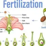 Reproduction In Plants, Fertilization for Primary 5 4 Image for Reproduction In Plants, Fertilization for Primary 5