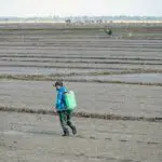 Chemical Control Of Crop Weeds, Pests And Diseases for Primary 5 2 Chemical control of crop weeds, pests and diseases
