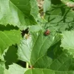 Meaning Of Weeds, Pests And Diseases for Primary 5 3 Meaning of Weeds, pests and diseases
