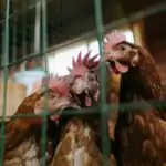 Rearing Equipments For Farm Animals for Primary 5 1 Rearing Equipments For Farm Animals