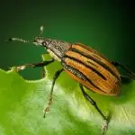 Meaning Of Pests And Parasites for Primary 5 4 Meaning Of Pests And Parasites