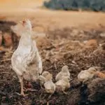 Types of farm records for Primary 6 3 Farm Records: Types of farm records