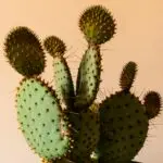 Lesson Note on Adaptation of Living Things to Their Habitat: Animal and Plant Adaptive Features for JSS 2 (JSS2) 3 Adaptation of Living Things to Their Habitat