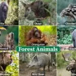Distribution Of Animals, Forest Animals for Primary 3 1 Image for Distribution Of Animals, Forest Animals for Primary 3