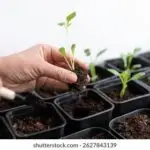 Raising Seedlings In The Nursery for Primary 3 2 Image for Raising Seedlings In The Nursery for Primary 3
