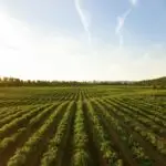 Importance And Forms Of Agriculture for JSS 1 4 Importance And Forms Of Agriculture