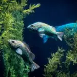 Lesson Note on Habitat, Types of Habitat and Examples for JSS 2 (JSS2) 2 Habitat, Types of Habitat and Examples