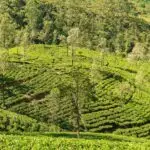 Types and Practices of Agriculture for JSS 1 3 Forms Of Agriculture