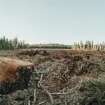 Desertification