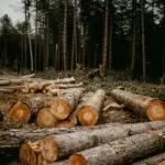 Deforestation