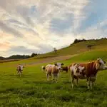 Classification of Farm Animals Work, Dairy, Guard, Poultry, Aquatic Animals and Pets for JSS 1 2 Classification of Farm Animals