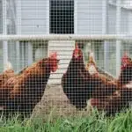 Classification of Farm Animals by Size, Habitat and Stomach for JSS 1 1 Classification of Farm Animals