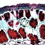 Lesson Note on Supporting Tissue in Plants for SS1 (SSS 1) 1 Supporting Tissue in Plants