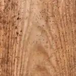 Lesson Note on Causes of Timber Defects for SS1 (SSS 1) 3 Causes of Timber Defects for SS1 (SSS 1)