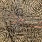 Lesson Note on Timber Growth: Parts Of A Tree And Growth Types for SS1 1 Timber Growth: Parts Of A Tree And Growth Types for SS1