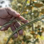 Lesson Note on Husbandry of Pulses for SS1 (SSS 1) 1 Husbandry of Pulses