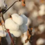 Lesson Note on Origin of Fibres: Natural, Animal and Vegetable Fibres for SS1 (SSS 1) 4 Origin of Fibres: Natural, Animal and Vegetable Fibres for SS1 (SSS 1)