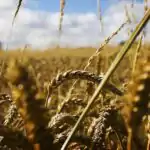 Lesson Note on Agriculture: Components, Systems and Importance to Nigeria for SS1 (SSS 1) 3 Agriculture: Components, Systems and Importance to Nigeria