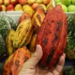 Lesson Note on Husbandry of Beverage Crops for SS1 (SSS 1) 3 Husbandry of Beverage Crops