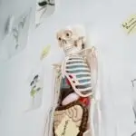 Lesson Note on The Skeletal System for SS1 (SSS 1) 1 The Skeletal System