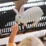 Lesson Note on Management Practices In Livestock: Rabbit Housing, Feeding and Breeding for SS1 1 Management Practices In Livestock: Rabbit Housing, Feeding and Breeding for SS1