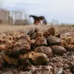 Lesson Note on Replenishing Nutrients: Meaning and Soil Fertility Methods for SS 2 1 Replenishing Nutrients: Meaning and Soil Fertility Methods for SS 2