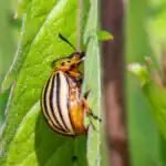 Lesson Note on Pests and Diseases of Crops: Definition and Classification for SSS 2 3 Pests and Diseases of Crops: Definition and Classification