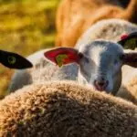 Lesson Note on Critical Listening, Clauses and Agriculture Vocabulary for SS2 1 Critical Listening, Clauses and Agriculture Vocabulary for SS2
