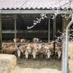 Lesson Note on Livestock Management System: Concept and Types Of Systems for SS1 2 Livestock Management System: Concept and Types Of Systems for SS1