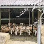 First Term Agricultural Science Examination for JSS 2 4 First Term Agricultural Science Examination